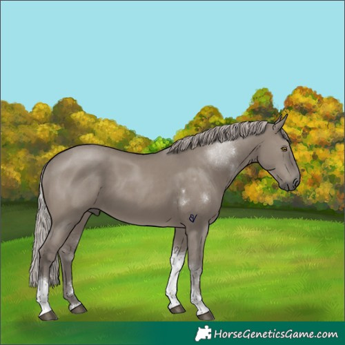 Horse Color:Silver Grullo Tobiano Rabicano