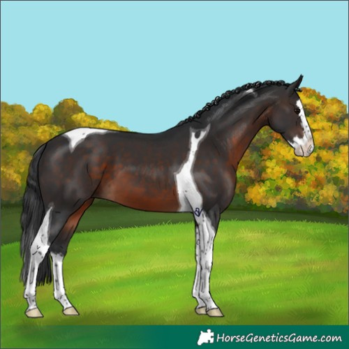 Horse Color:Brown Splash Tobiano 