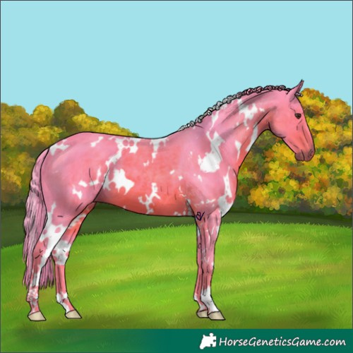 Horse Color:Watercolor White Spotted Liver Chestnut 