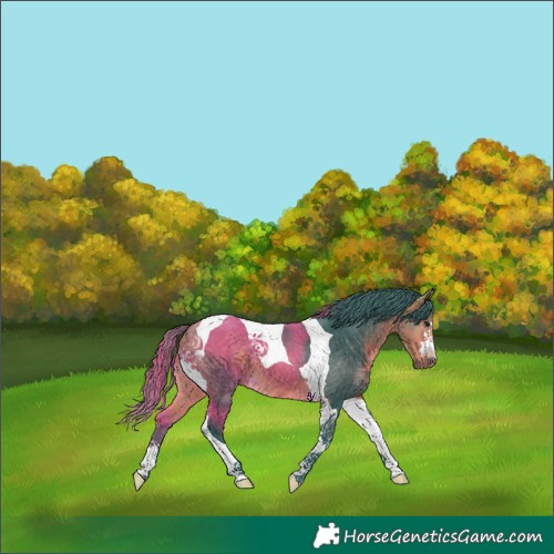 Horse Color:Watercolor Buckskin Tobiano 