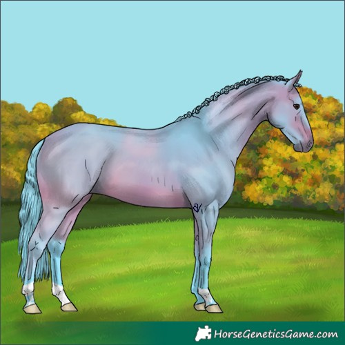 Horse Color:Watercolor Bay 