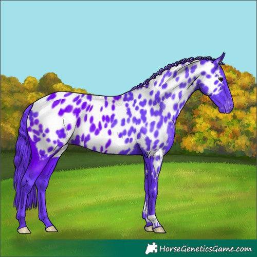 Horse Color:Watercolor Black Appaloosa 