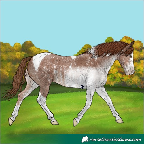 Horse Color:Chestnut Sabino Tobiano 