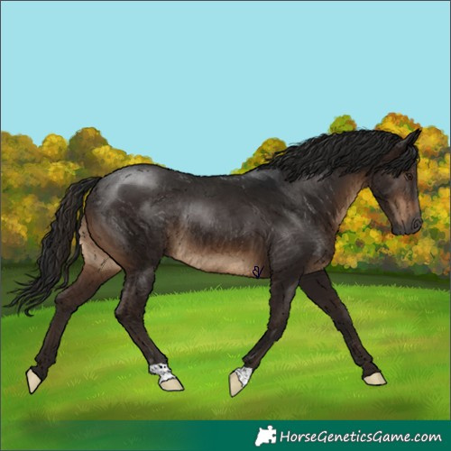 Horse Color:Gray Brown Rabicano 