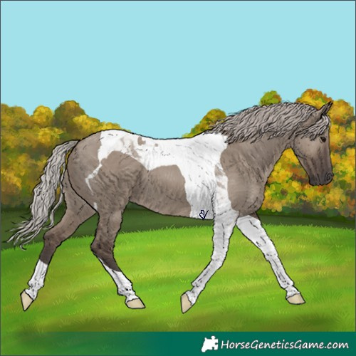 Horse Color:Silver Grullo Tobiano 