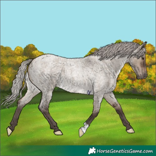 Horse Color:Silver Brown Roan Dun 