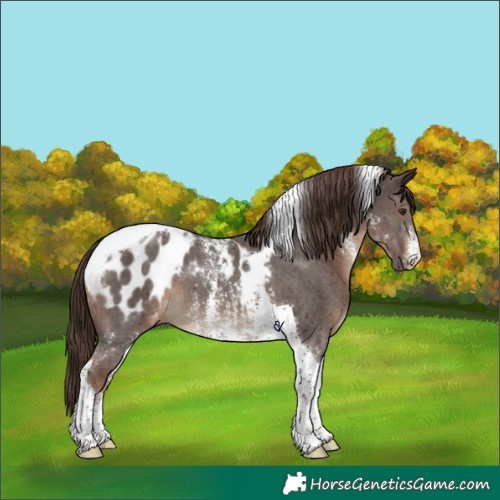 Horse Color:Liver Chestnut Sabino Tobiano Appaloosa 