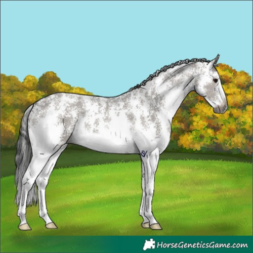 Horse Color:Gray Grullo Sabino Appaloosa 