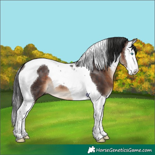 Horse Color:Brown Splash Tobiano 