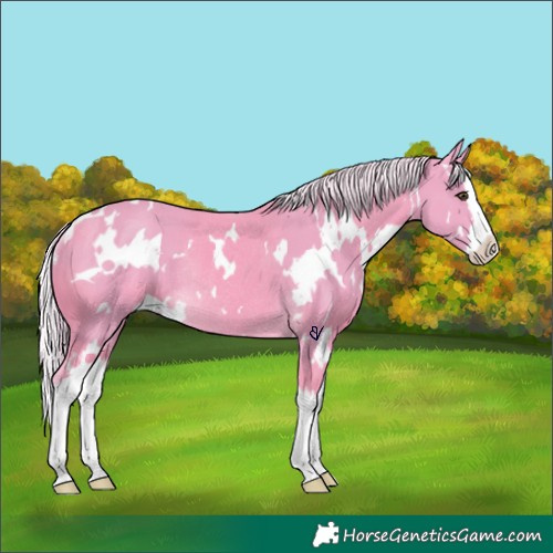 Horse Color:Watercolor White Spotted Palomino Splash Rabicano