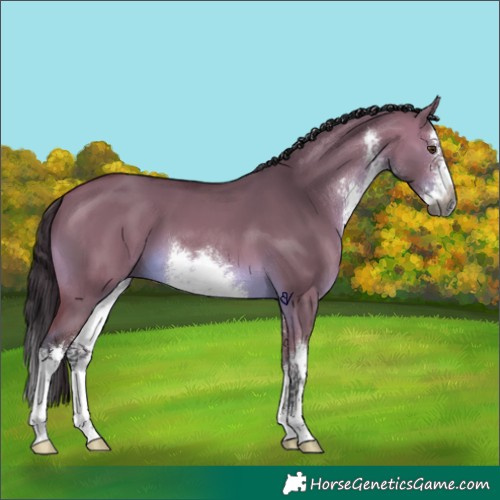 Horse Color:Gray White Spotted Buckskin Dun Splash 