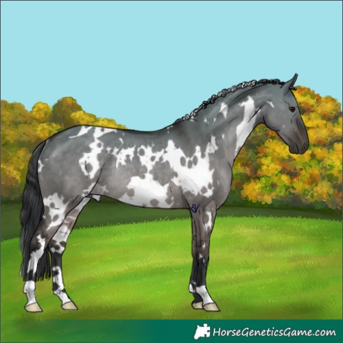 Horse Color:White Spotted Brown Dun Rabicano