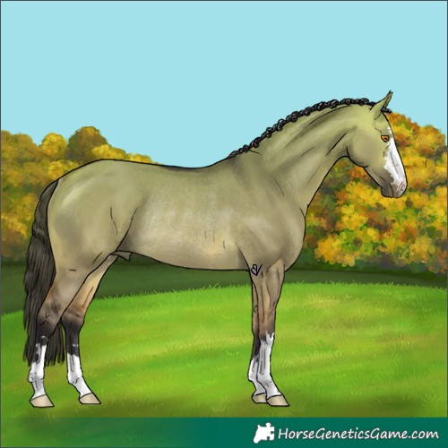 Horse Color:Buckskin Dun Rabicano 