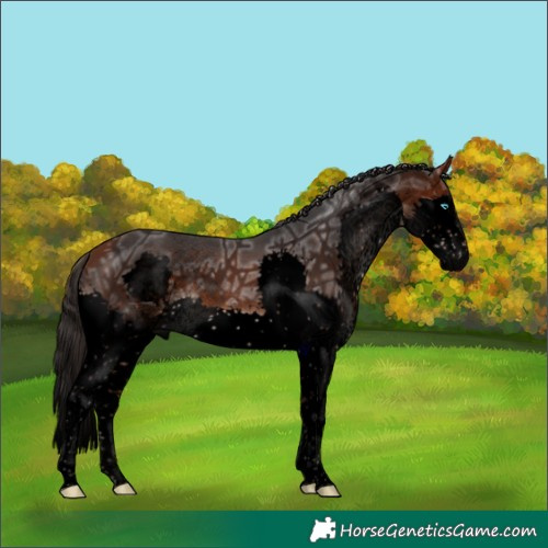 Horse Color:Void Bay Ice Splash Tobiano