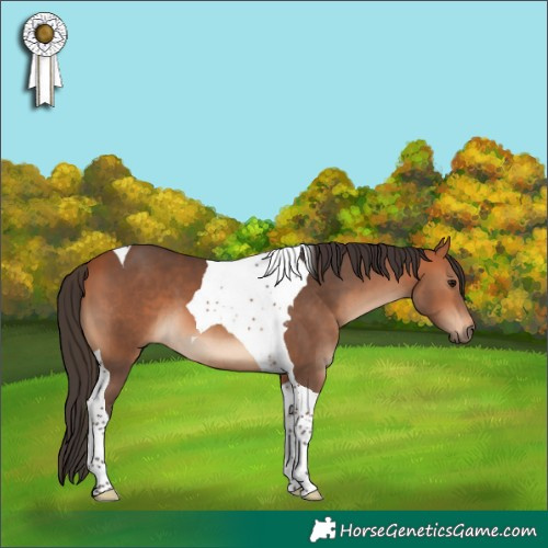 Horse Color:Bay Tobiano 