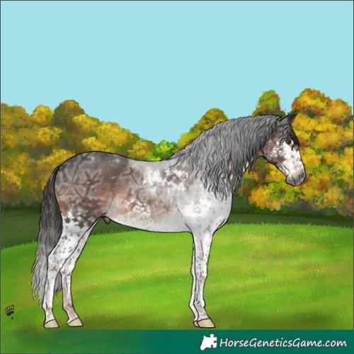 Horse Color:Gray Liver Chestnut Ice Splash Tobiano