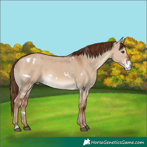 Horse Color:White Spotted Red Dun 