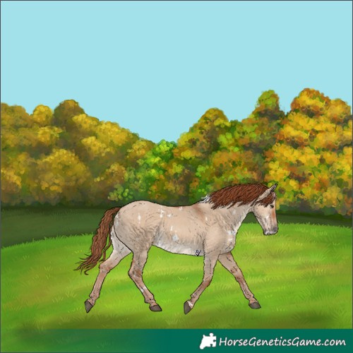 Horse Color:White Spotted Red Dun