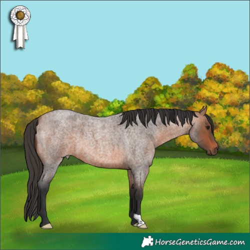 Horse Color:Bay Roan