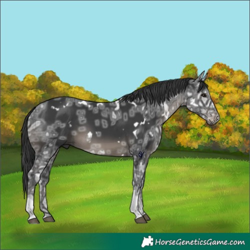 Horse Color:White Spotted Black Ice 