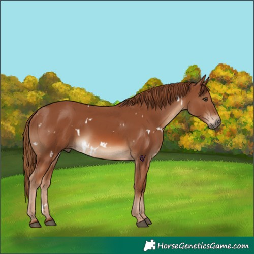 Horse Color:White Spotted Chestnut 