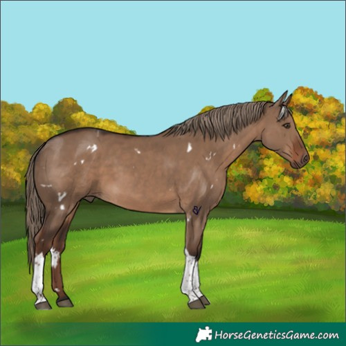 Horse Color:White Spotted Liver Red Dun Tobiano 