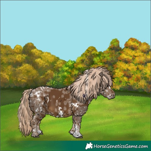 Horse Color:White Spotted Chocolate Palomino Ice