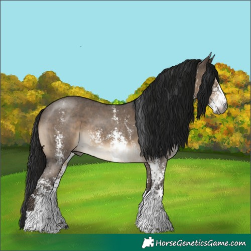 Horse Color:Gray Brown Dun Sabino Appaloosa 