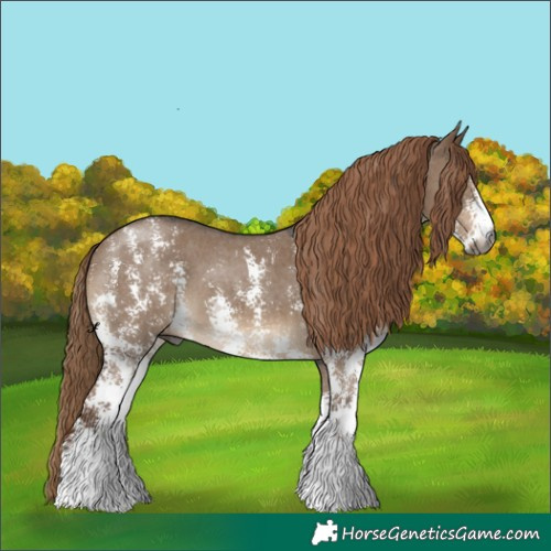 Horse Color:Gray Liver Red Dun Sabino Appaloosa 