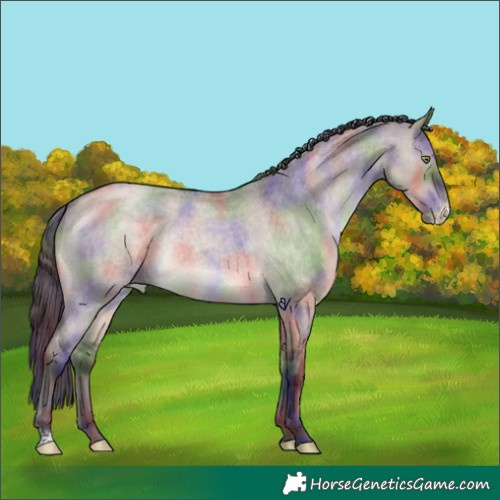 Horse Color:Nacre Brown Roan Dun Frame Appaloosa Rabicano