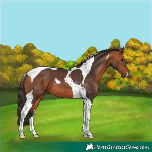 Horse Color:Bay Tobiano 