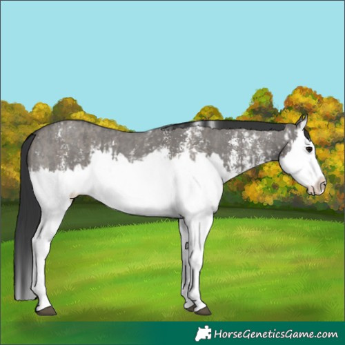 Horse Color:Grullo Sabino Splash and Grullo Sabino Splash