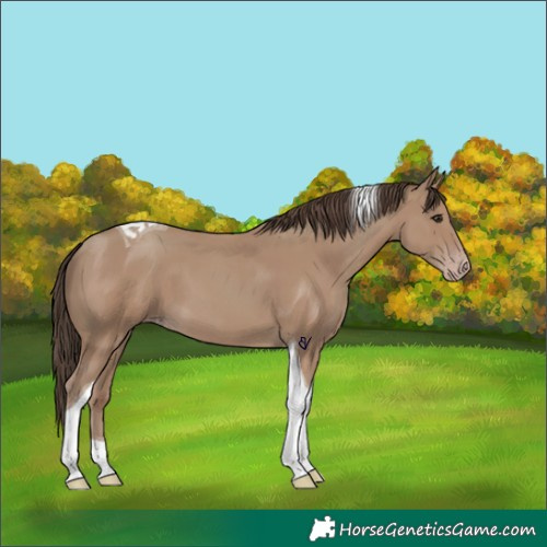 Horse Color:Classic Champagne Tobiano 
