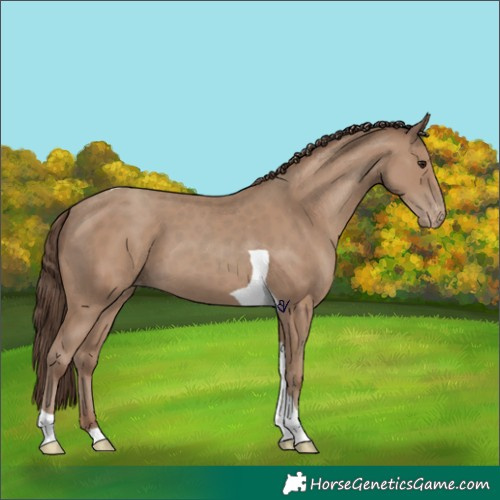 Horse Color:Classic Champagne Tobiano Appaloosa 
