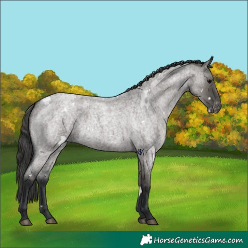 Horse Color:White Spotted Grullo Roan Appaloosa