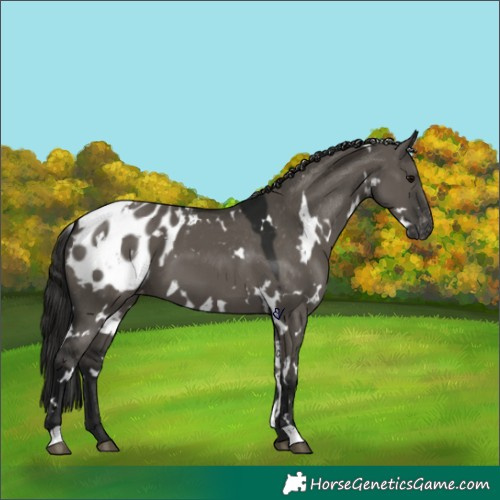 Horse Color:Gray White Spotted Grullo Appaloosa