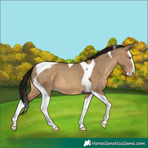 Horse Color:Gray Sable Champagne Dun Splash Tobiano