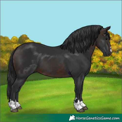 Horse Color:Brown 