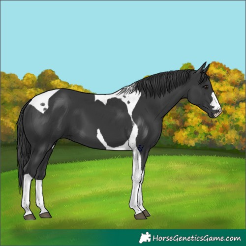 Horse Color:Black Tobiano