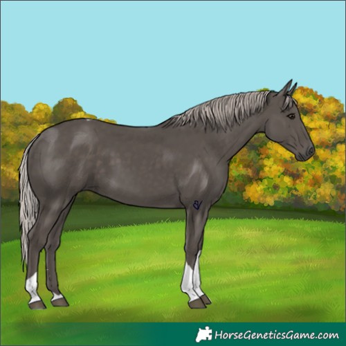Horse Color:Silver Black Tobiano