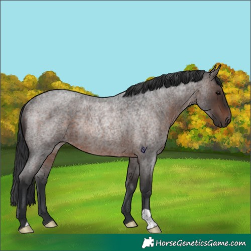 Horse Color:Brown Roan Rabicano