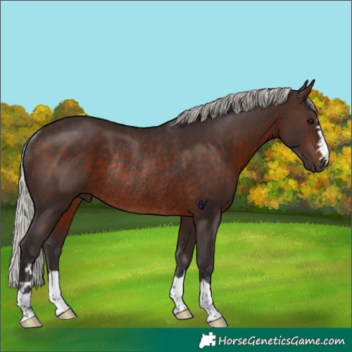 Horse Color:Silver Brown Rabicano 