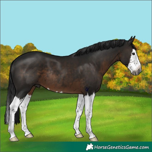 Horse Color:Gray Brown Splash Rabicano