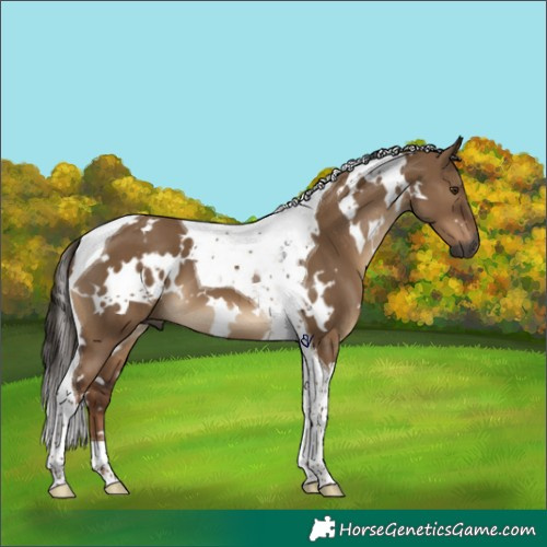 Horse Color:Gray White Spotted Liver Red Dun Tobiano 