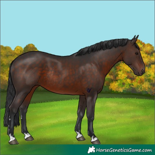 Horse Color:Brown Rabicano