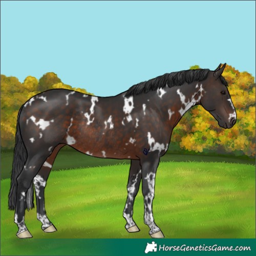 Horse Color:White Spotted Brown Rabicano