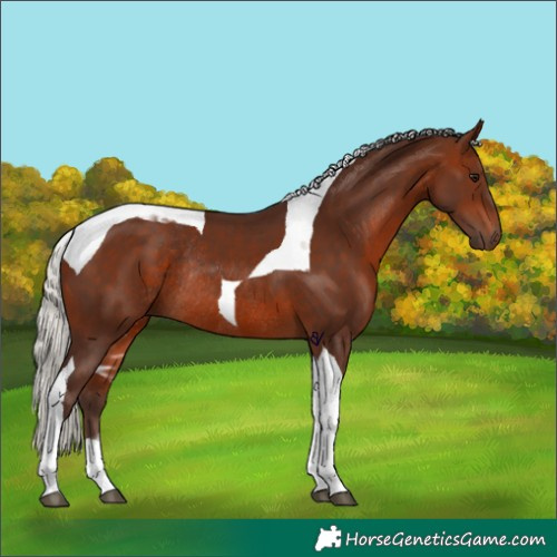 Horse Color:Silver Brown Tobiano Rabicano 