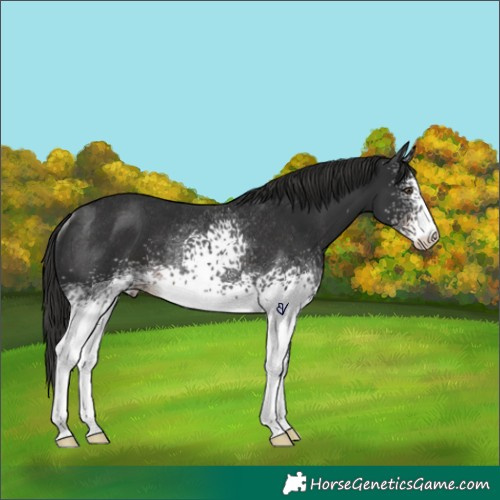 Horse Color:White Spotted Liver Chestnut Rabicano