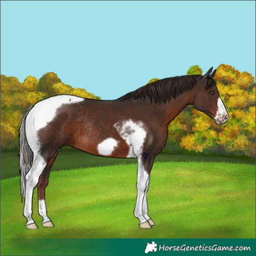 Horse Color:Liver Chestnut Tobiano Frame Rabicano
