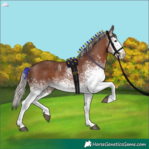Horse Color:White Spotted Silver Black 